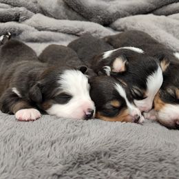 Miniature Australian Shepherd Puppies from Sunshine Mini Aussies