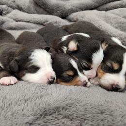 Miniature Australian Shepherd Puppies from Sunshine Mini Aussies