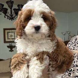 Boy 2 - male Cavapoo puppy in Gilbert, Arizona from Azteddybeardoodles