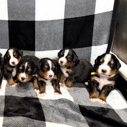 Bernese Mountain Dog puppies from Jena's Blissful Bernese Mountain Dogs