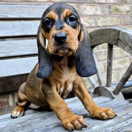 Kai - Red female Colombian Fino Hound puppy in Kingston, Tennessee from Fino Hounds USA