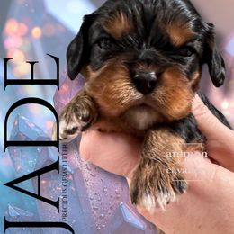 Jade - Black and tan female Cavalier King Charles Spaniel puppy in Ammon, Idaho from Ammon Acres Cavaliers