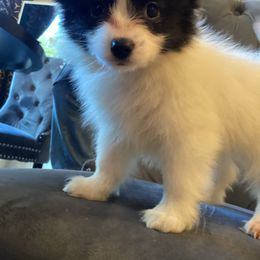 Yakko - White and black male Papillon puppy in Diana, Texas from The Barking Cow Farms
