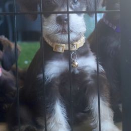 Miniature Schnauzer Puppies from Reservoir Dogs