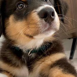 Australian Shepherd Puppies from Grissom’s Aussies