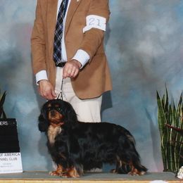 Cavalier King Charles Spaniel Puppies from Castlemar Cavaliers