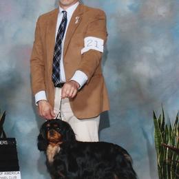 Cavalier King Charles Spaniel Puppies from Castlemar Cavaliers