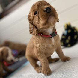 English Cocker Spaniel Puppies from McCoy's English Spaniels