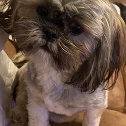 Shih Tzus from Sherry Whiteside's Shih Tzus