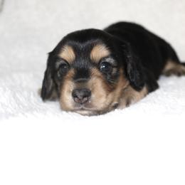 Bianca - Black and cream female Dachshund puppy in Fairfax, Iowa from Grayson’s Lovable Dachshunds
