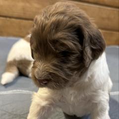 Aiden - male Newfypoo puppy in San Antonio, Texas from Mammoth Doodles