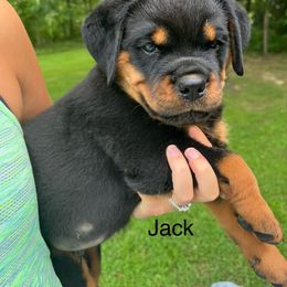 Jack- orange - Black and mahogany male Rottweiler puppy in Wabash, Indiana from Broken Roots Rottweilers