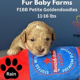Rain - Apricot male Goldendoodle puppy in Michigan from Fur Baby Farms