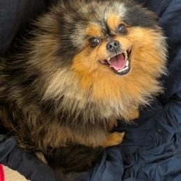 Mollie - Pomeranian