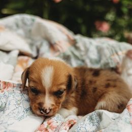 American Corgi and Pembroke Welsh Corgi Puppies from Dollhouse Farm