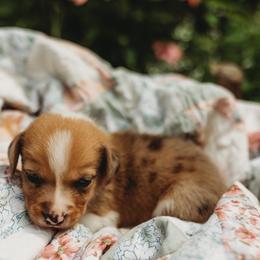 American Corgi and Pembroke Welsh Corgi Puppies from Dollhouse Farm