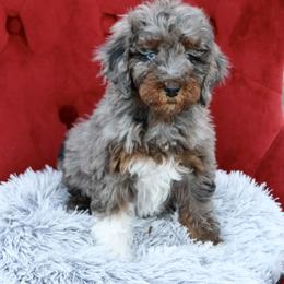 Bernedoodle and Cavapoo Puppies from Lawler’s Legacy Litters
