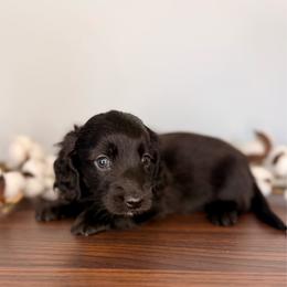 Solid Black Boy (read description) - Black male Dachshund puppy in Beaver, Pennsylvania from Meaden’s Mini Dachshunds
