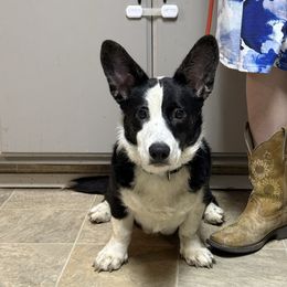 Charlie (Akc Champion parents) - Black and white Cardigan Welsh Corgi puppy in Corona, California from ChezBeale