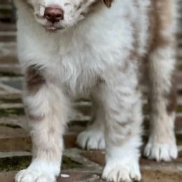 Australian Shepherds from McKinney Aussies