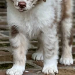 Australian Shepherds from McKinney Aussies