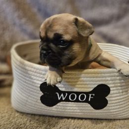 French Bulldog Puppies from A&D Frenchies