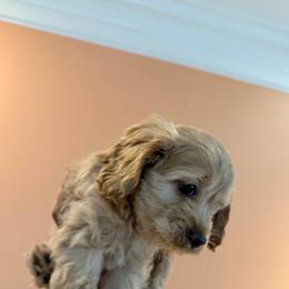 Rudy - Golden male Cockapoo puppy in Mobile, Alabama from Ace of Spades Yorkies