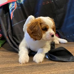 Cavalier King Charles Spaniel Puppies from Austin Cavaliers