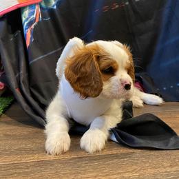 Cavalier King Charles Spaniel Puppies from Austin Cavaliers