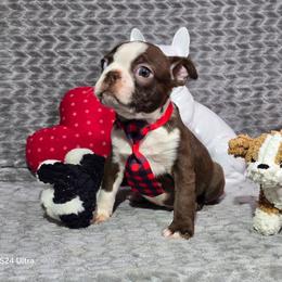 Iron Man - Red male Boston Terrier puppy in Millers Creek, North Carolina from Tumbling Shoals Hilltop Bostons