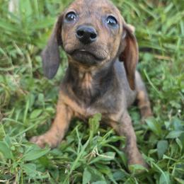 Blaze - Brindle male Dachshund puppy in Atwater, Ohio from Ivy Willow Dachshunds