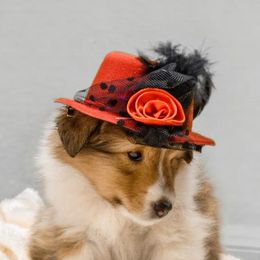 Shetland Sheepdog Puppies from ZZ Shelties
