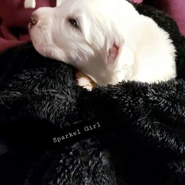Female 3 Females Available - White female Great Pyrenees puppy in Yucaipa, California from Rusty Horse Ranch Great Pyrenees