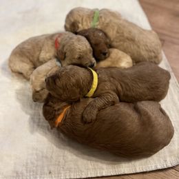 Goldendoodle Puppies from MillyDoodles