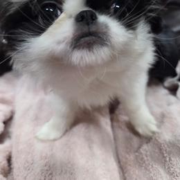 Bess - Black and white female Japanese Chin puppy in Salem, Oregon from Chinnychinchinofsalem