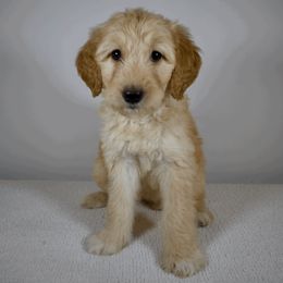 Trixie - Apricot Goldendoodle puppy in Millington, Tennessee from POP Goldendoodles