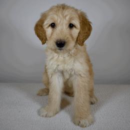 Trixie - Apricot Goldendoodle puppy in Millington, Tennessee from POP Goldendoodles
