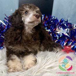 Tenderheart Bear - Phantom male Poodle puppy in Bowman, Georgia from Companion Creek Farm