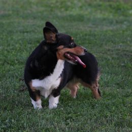 Pippin - Black and tan female Pembroke Welsh Corgi puppy in Soldiers Grove, Wisconsin from AB Ranch