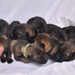 German Shepherd Puppies from Masky Kennel