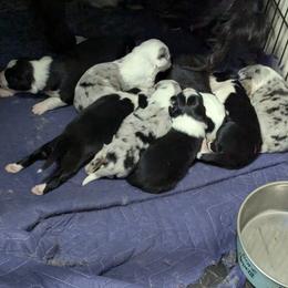 Australian Shepherd and Great Dane Puppies from AEW Farm