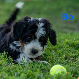 Bo - Tri-color male Bernedoodle puppy in Stuart, Oklahoma from G Ridge Kennels