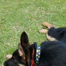 German Shepherd All Grown Up from Hundes Des Waldes Working dogs