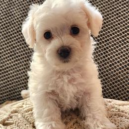 Daisy - White female Havapoo puppy in Salem, Oregon from My Havapoo Puppy