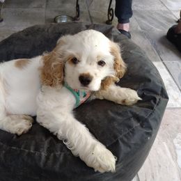 Cocker Spaniel Puppies from Gates Cocker Spaniels