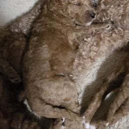Goldendoodle and Labrador Retriever Puppies from Sagebrush Labradors and Doodles