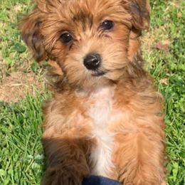 Havanese from Arabella Havanese