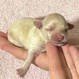 Bambi - Cream female Maltipoo puppy in Alexander, Arkansas from Durham's Designer Poos