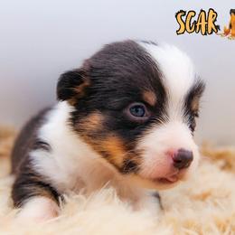 Scar - Black and tan male American Corgi puppy in Star City, Arkansas from T4 Farms