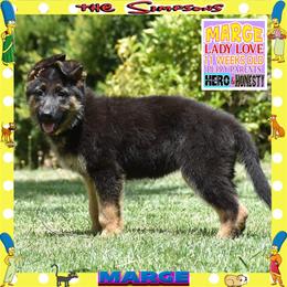 MARGE -- LOVING PUP - Black and tan female German Shepherd puppy in Murrieta, California from Diamond Oaks German Shepherds